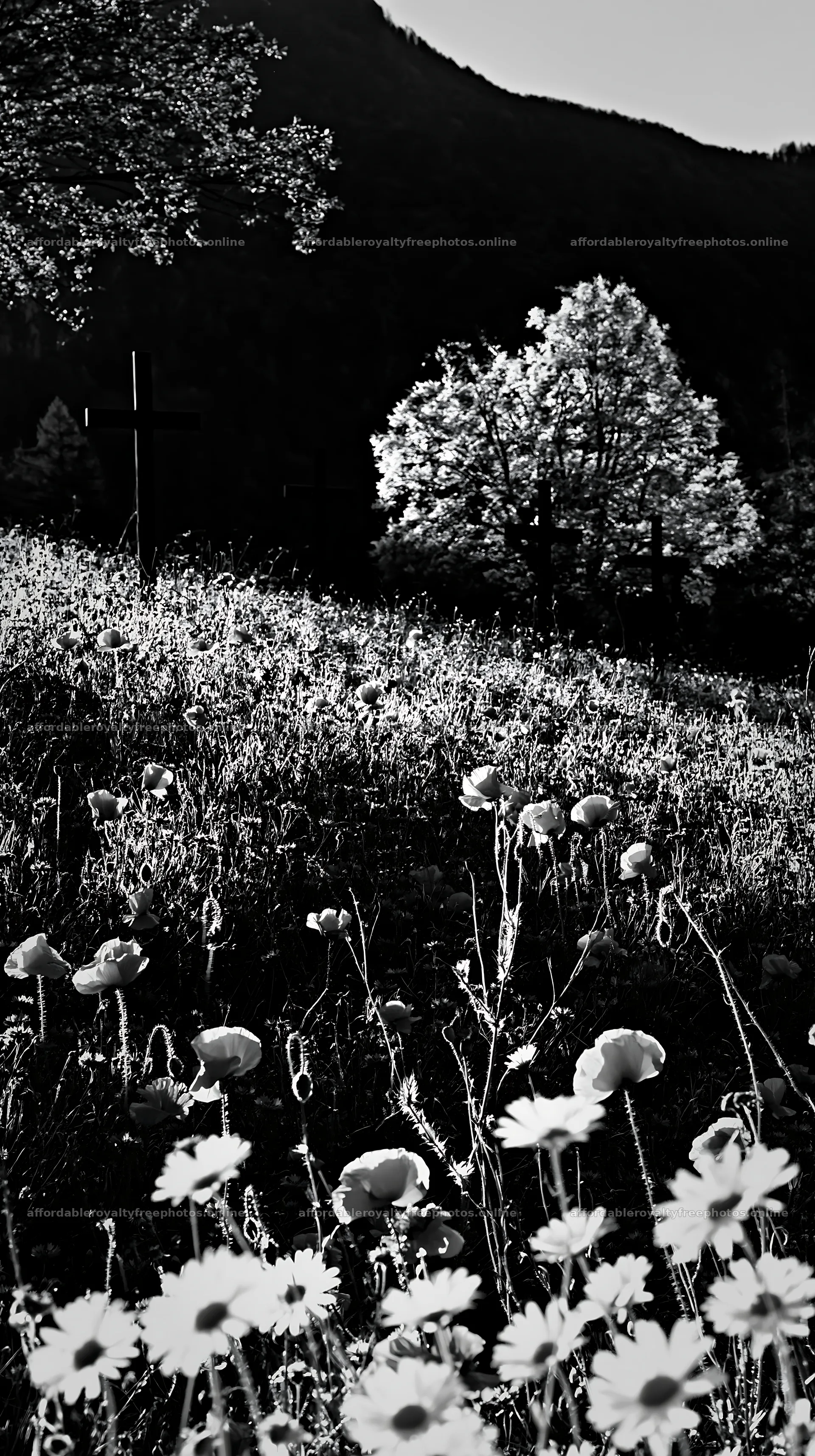 Four Christian crosses in meadow with flowers – royalty-free photos 5938x10608
