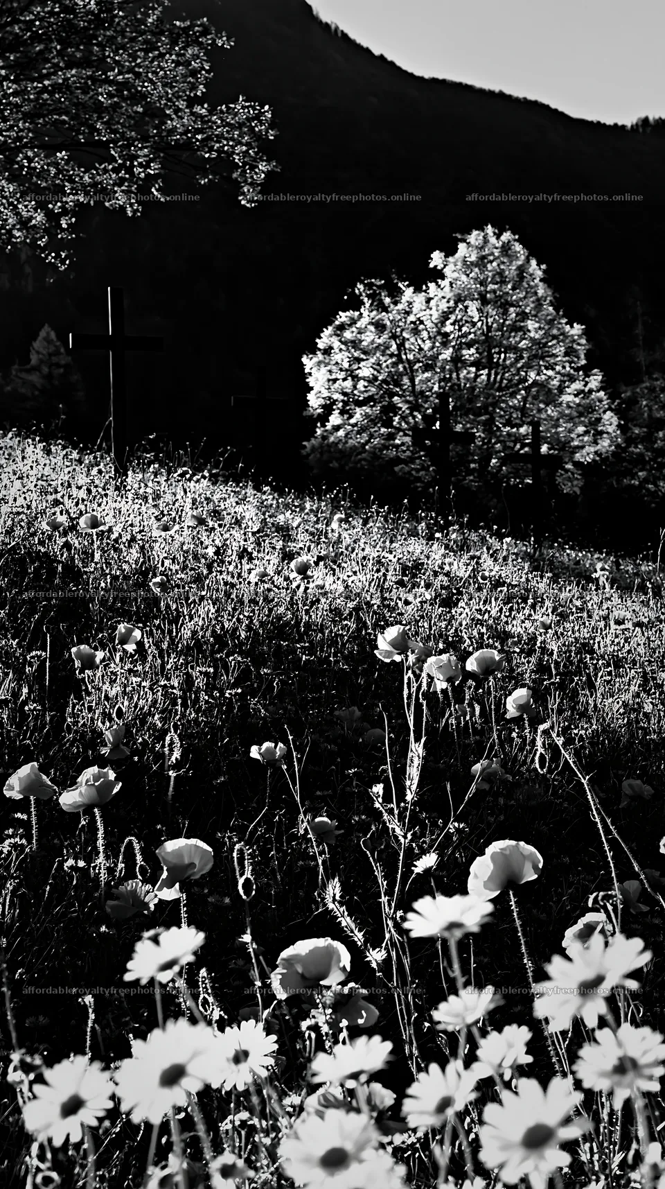 Four Christian crosses in meadow with flowers – royalty-free photos 5938x10608