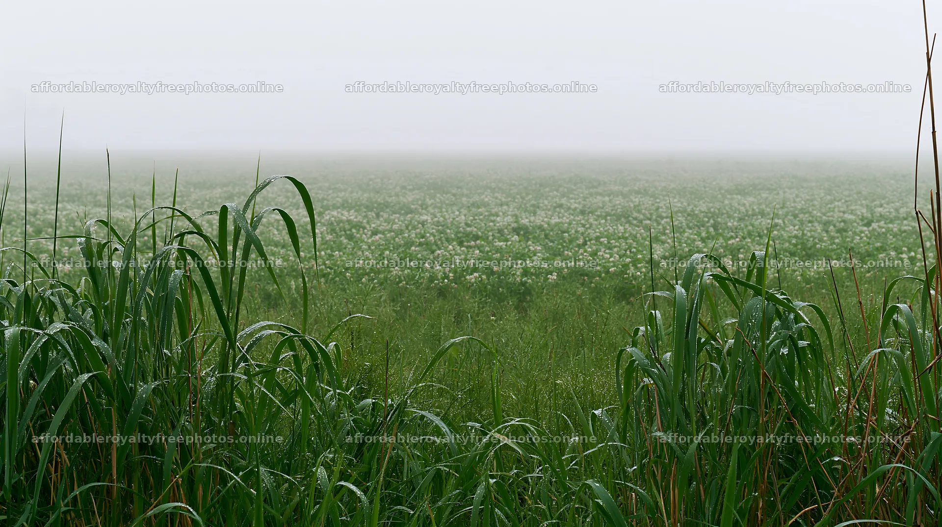 Floodplain meadow with reeds in misty weather – royalty-free photos 10608x5938