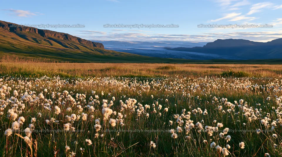 Meadow filled with grass seedheads against a mountain – royalty-free photos 10608x5938
