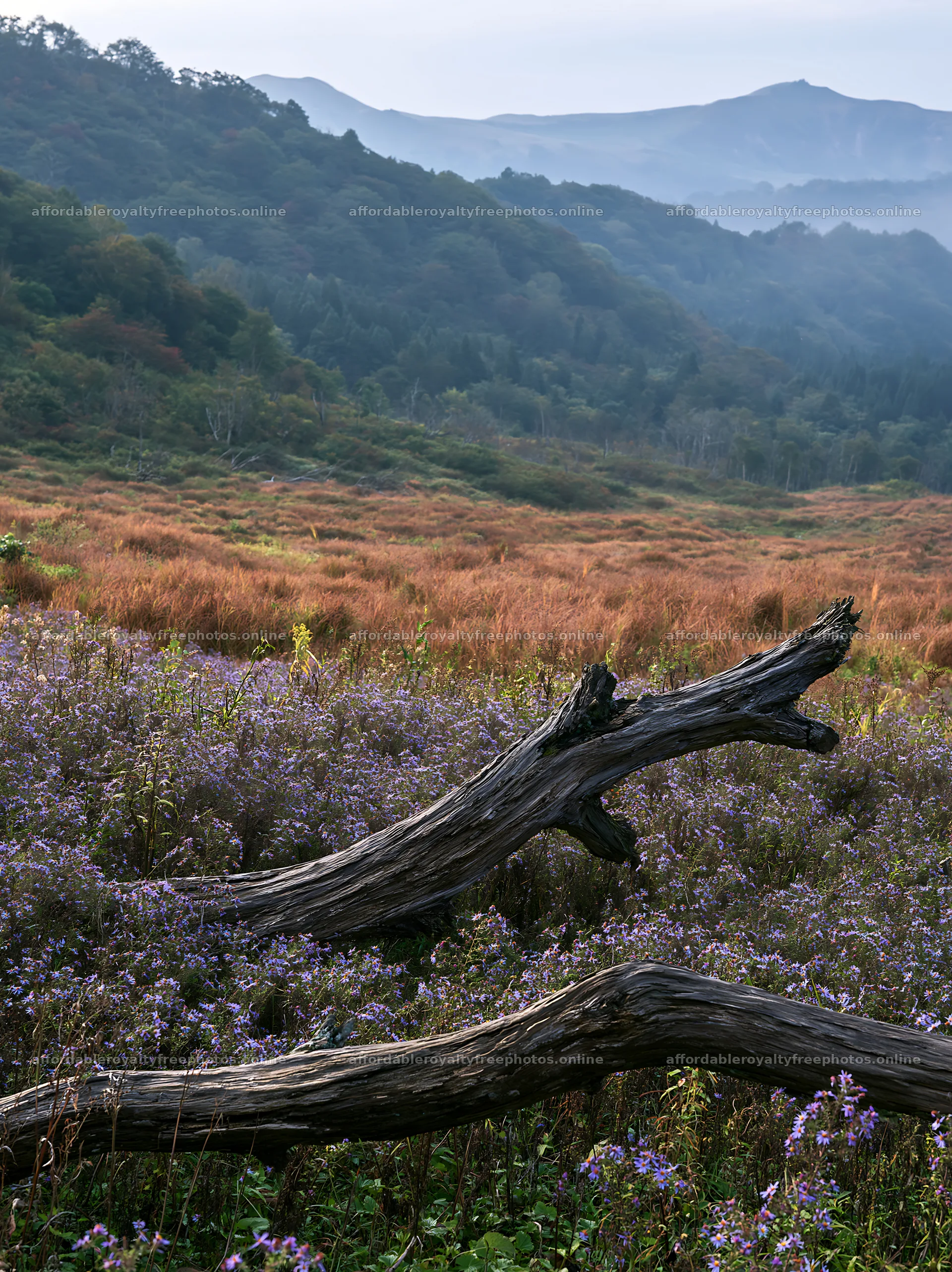 Yamagata rewilded meadow with fallen branch in the – royalty-free photos 6866x9174