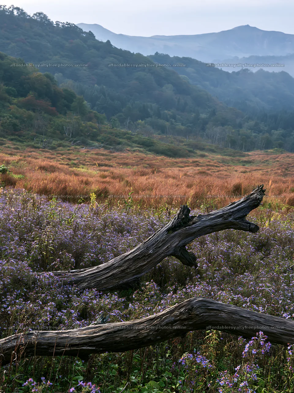 Yamagata rewilded meadow with fallen branch in the – royalty-free photos 6866x9174