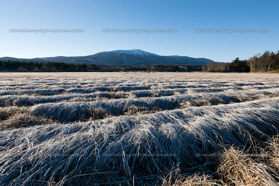 Snowmelt meadow with silver grasses in Akita – royalty-free photos 9722x6480