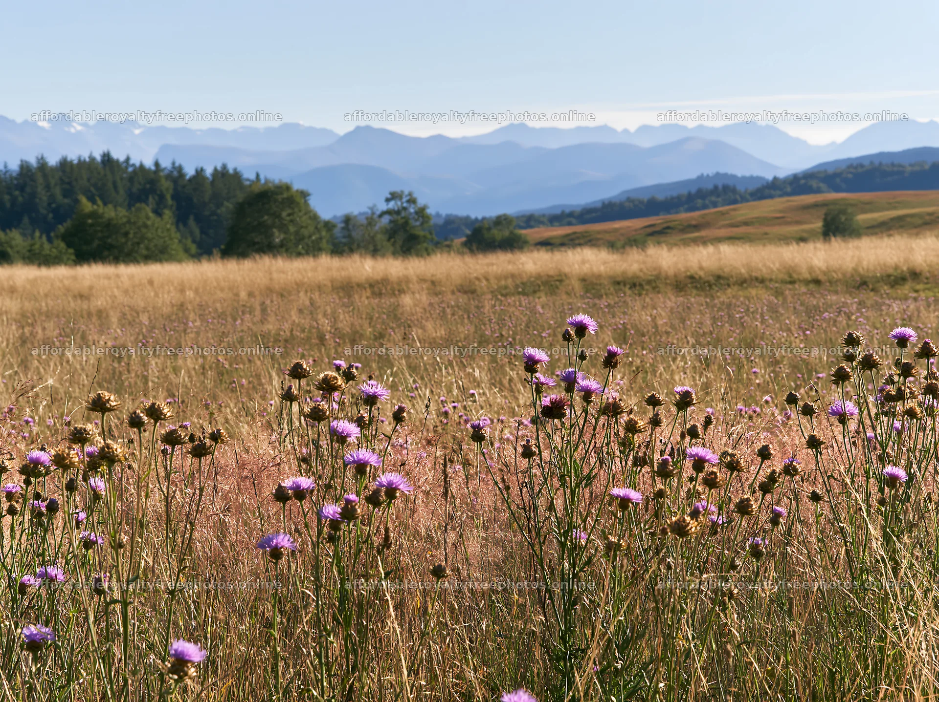Meadow with wildflowers and Pyrenees mountains in the – royalty-free photos 9174x6866