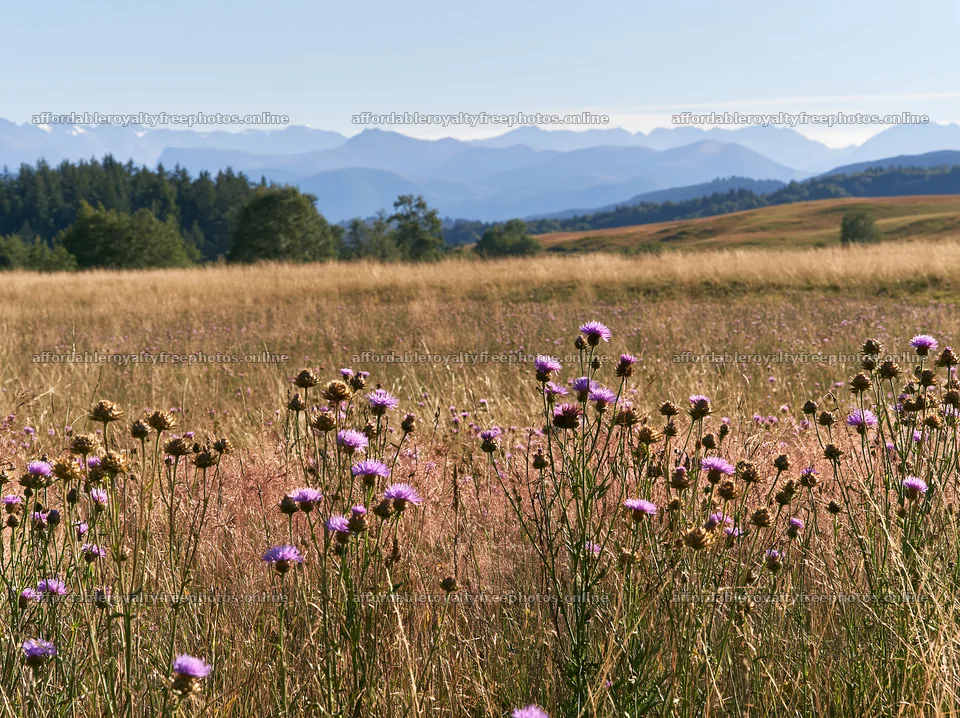 Meadow with wildflowers and Pyrenees mountains in the – royalty-free photos 9174x6866