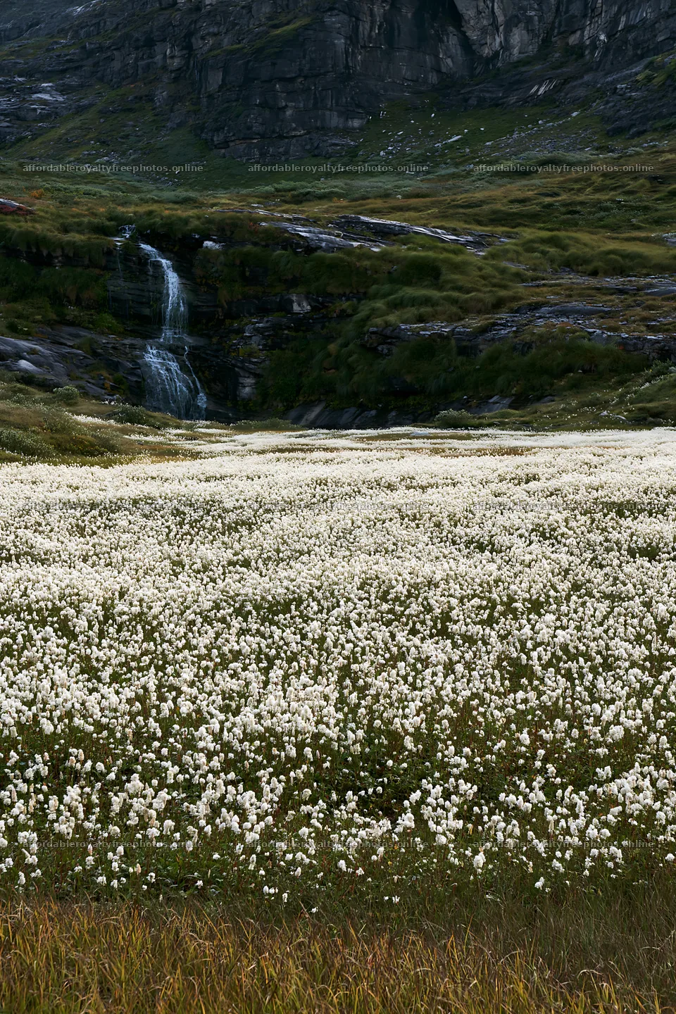 Cascade valley flower meadow with waterfall in summer – royalty-free photos 6480x9722