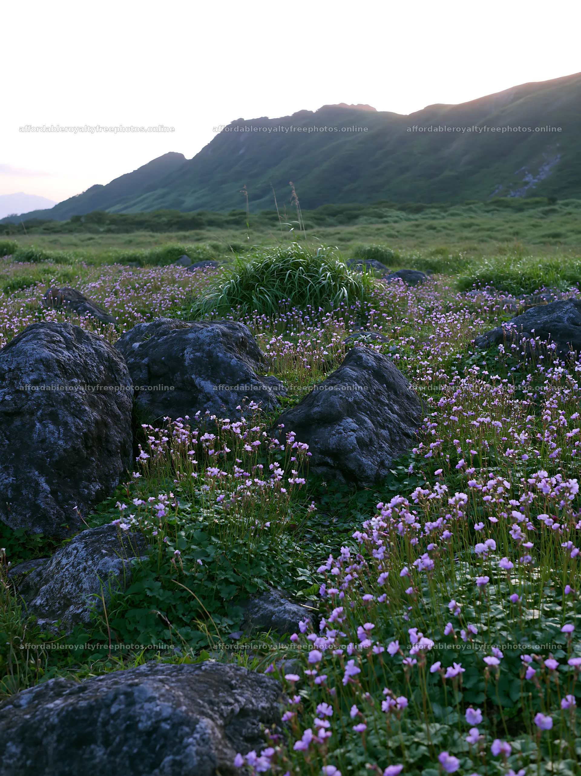 Oita highland meadow with granite stones and small – royalty-free photos 6866x9174