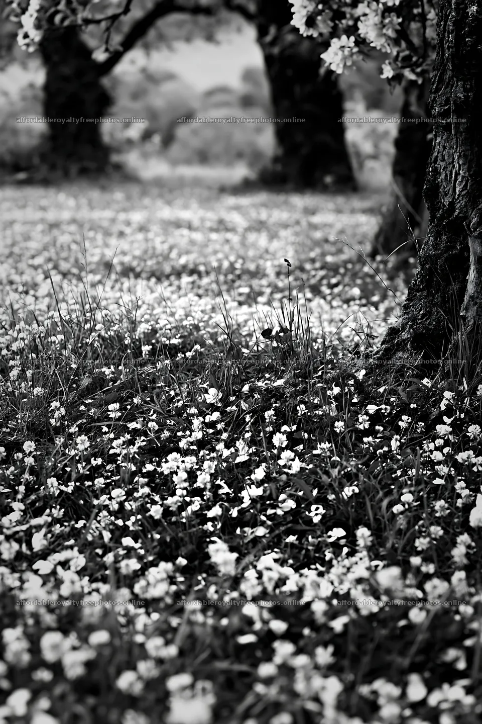 Apple meadow with clover under trees in black and white – royalty-free photos 6480x9722