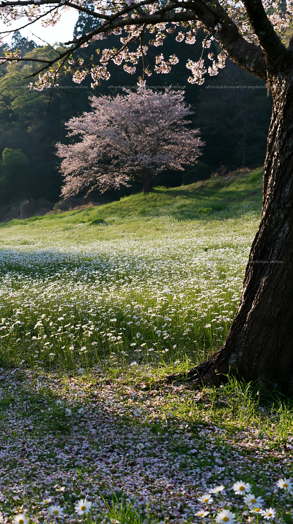 Fukuoka spring meadow with fallen blossoms and a cherry – royalty-free photos 5938x10608