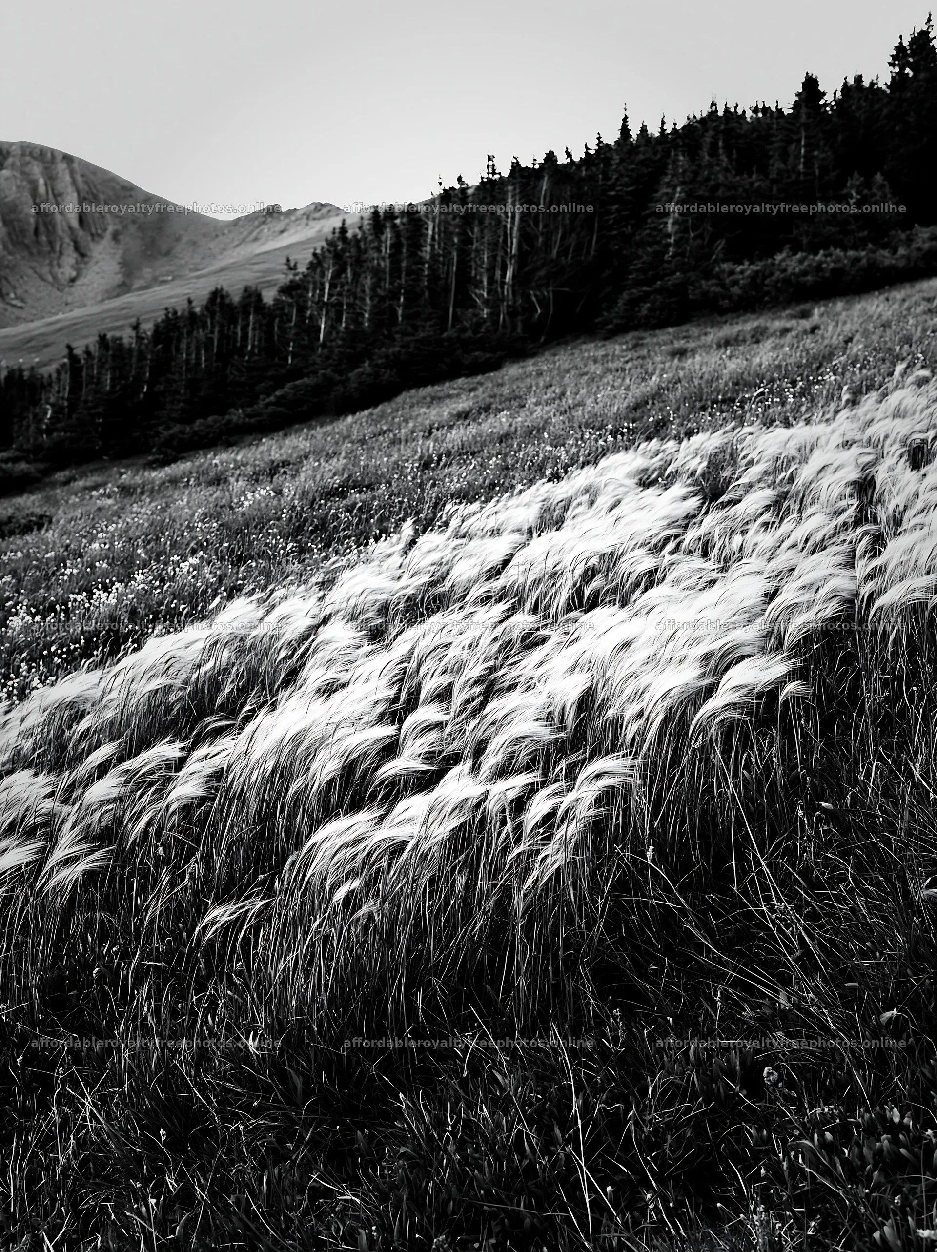 Meadow with seedheads surrounded by trees and hills – royalty-free photos 6866x9174