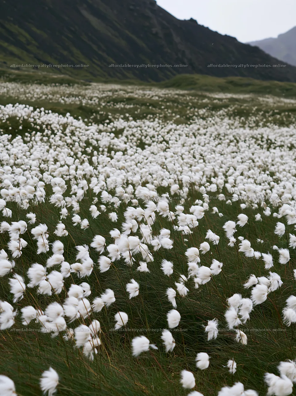 Meadow filled with white flowers on an overcast day – royalty-free photos 6866x9174