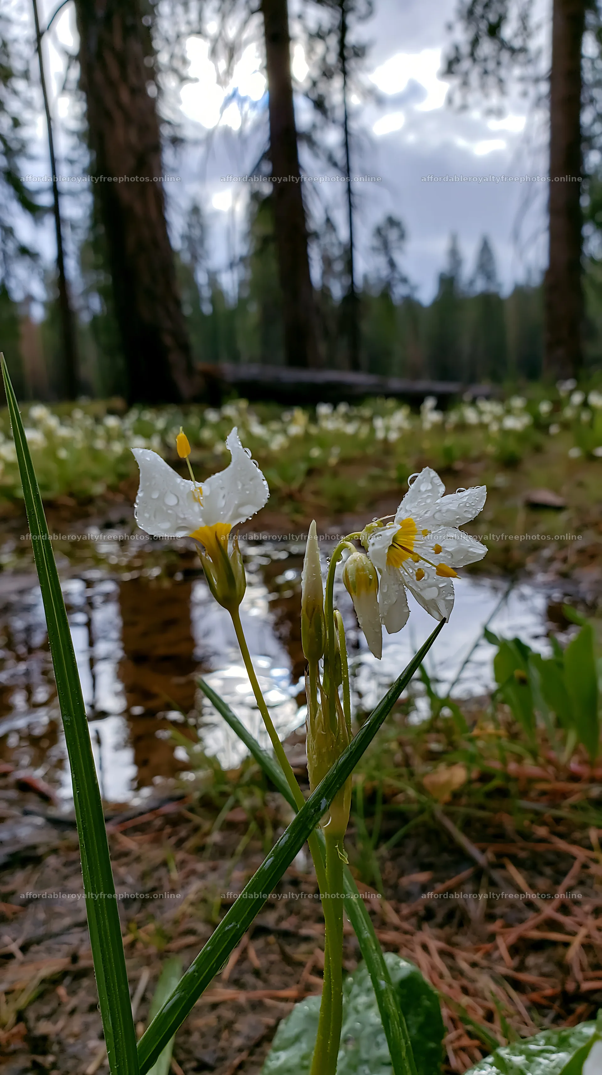 Flowers by the water in a pine forest meadow – royalty-free photos 5938x10608
