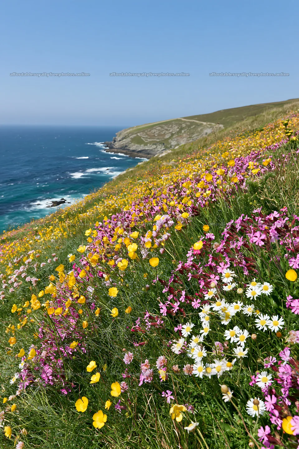 Colorful buttercup meadow along the seaside cliffs – royalty-free photos 6480x9722
