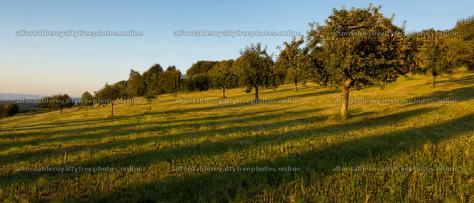 Hillside apple meadow under afternoon sunlight – royalty-free photos 12116x5200