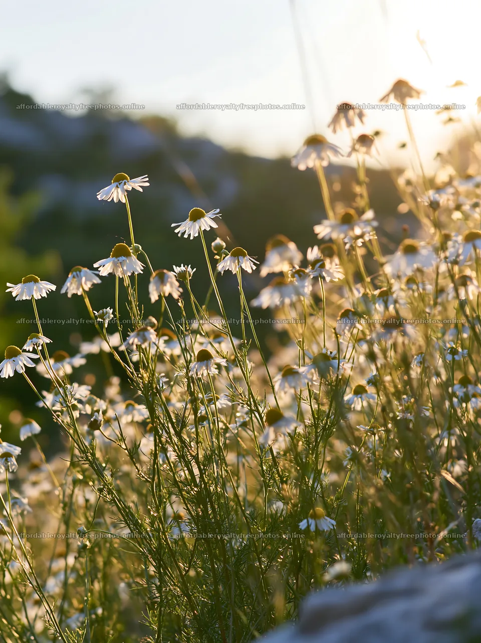 Chamomile flowers blooming in a meadow at sunset – royalty-free photos 6866x9174