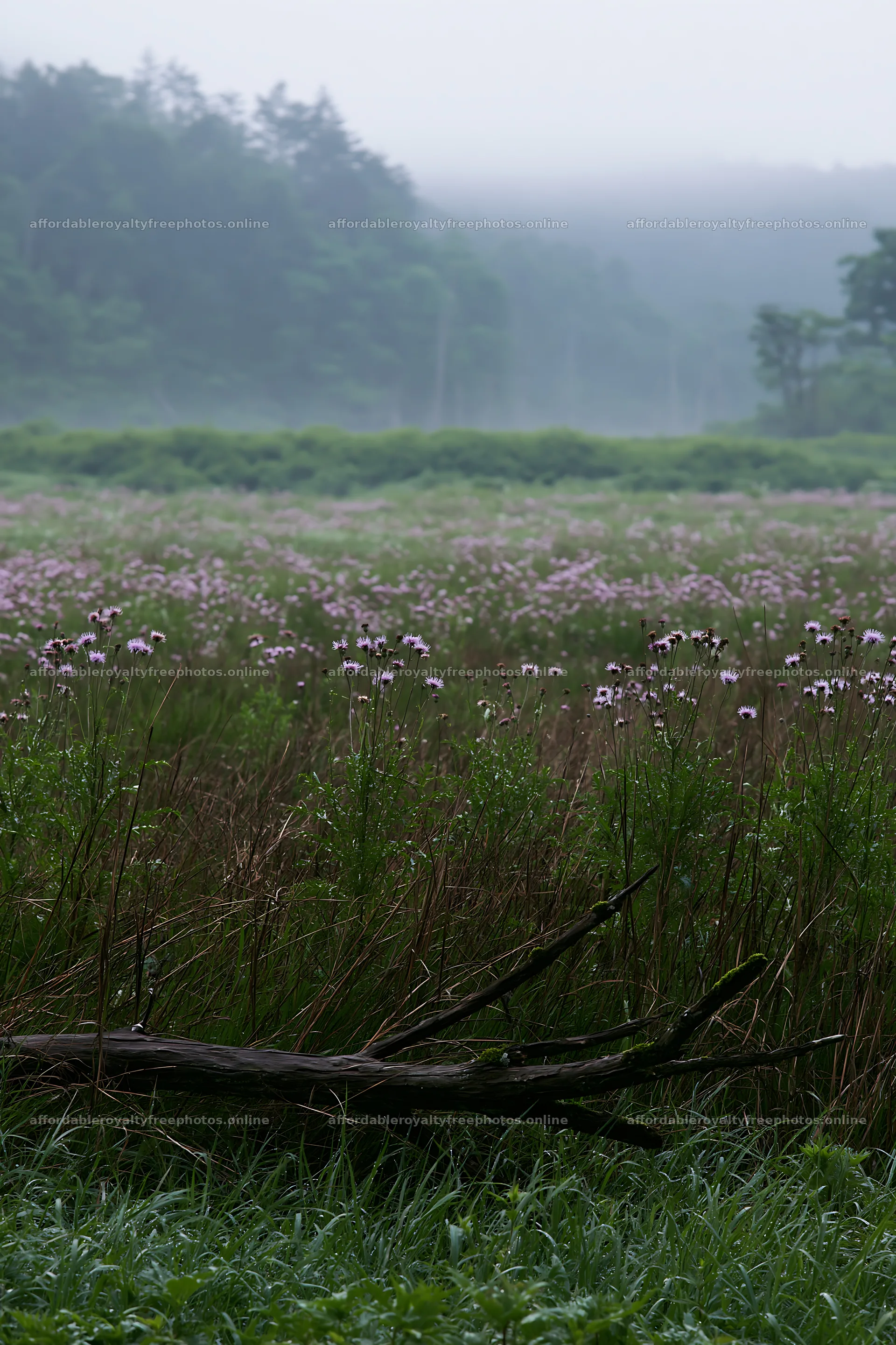 Yamagata rewilded meadow with fallen branch in the – royalty-free photos 6480x9722