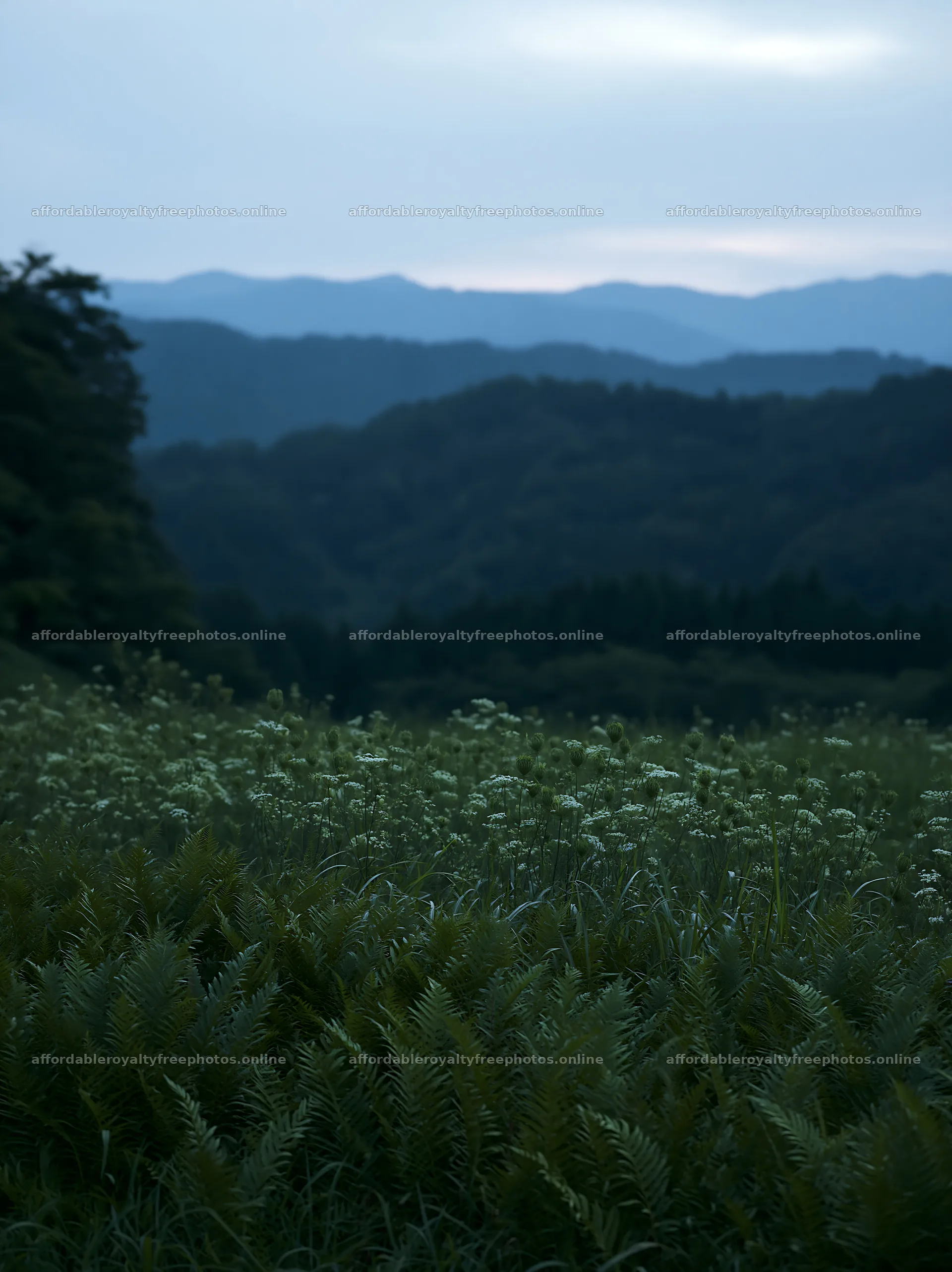 Nara summer meadow with fern foreground in twilight – royalty-free photos 6866x9174