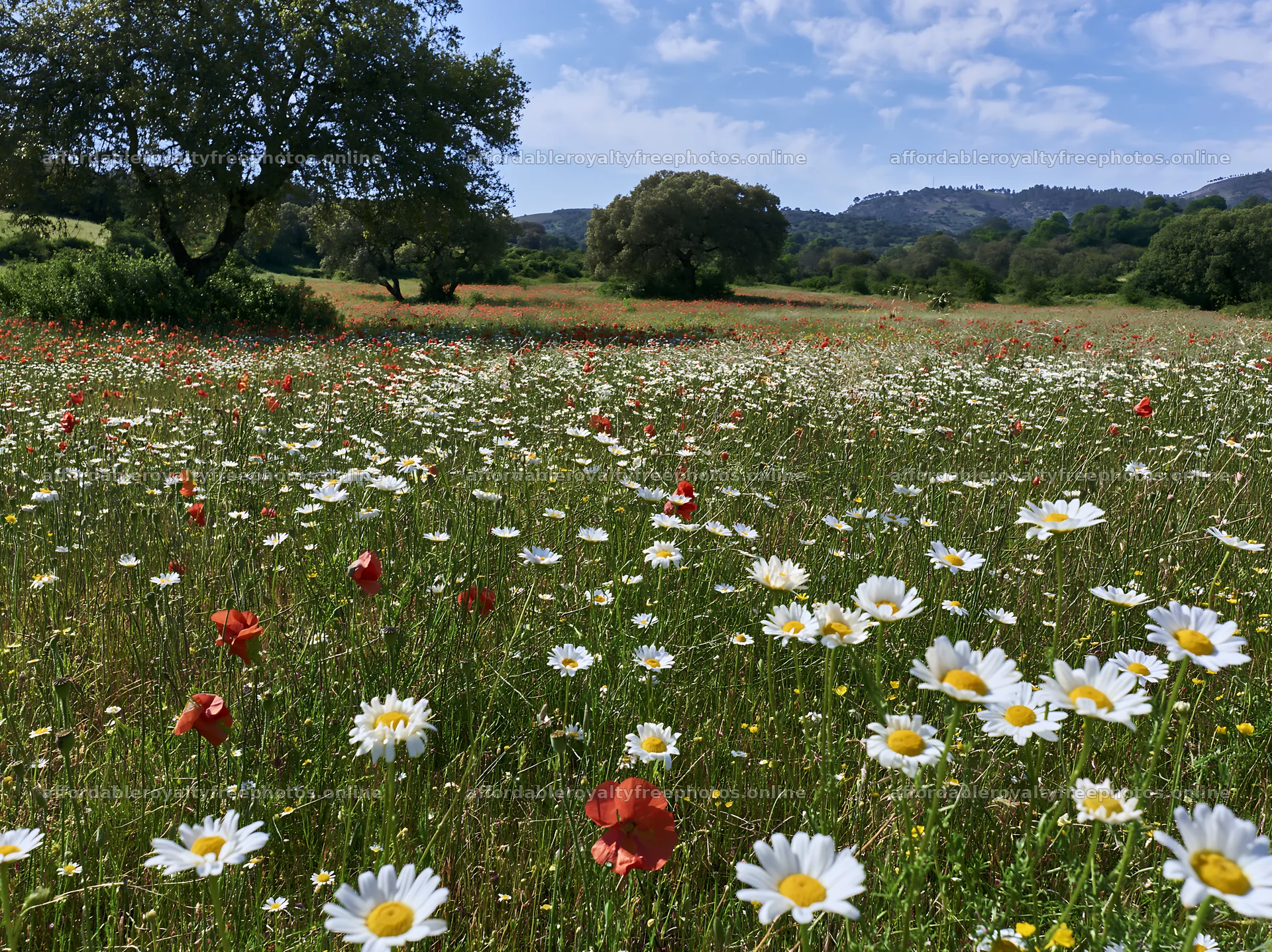 Regenerative meadow with wildflowers and trees in – royalty-free photos 9174x6866