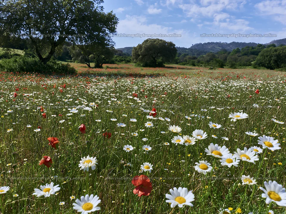 Regenerative meadow with wildflowers and trees in – royalty-free photos 9174x6866