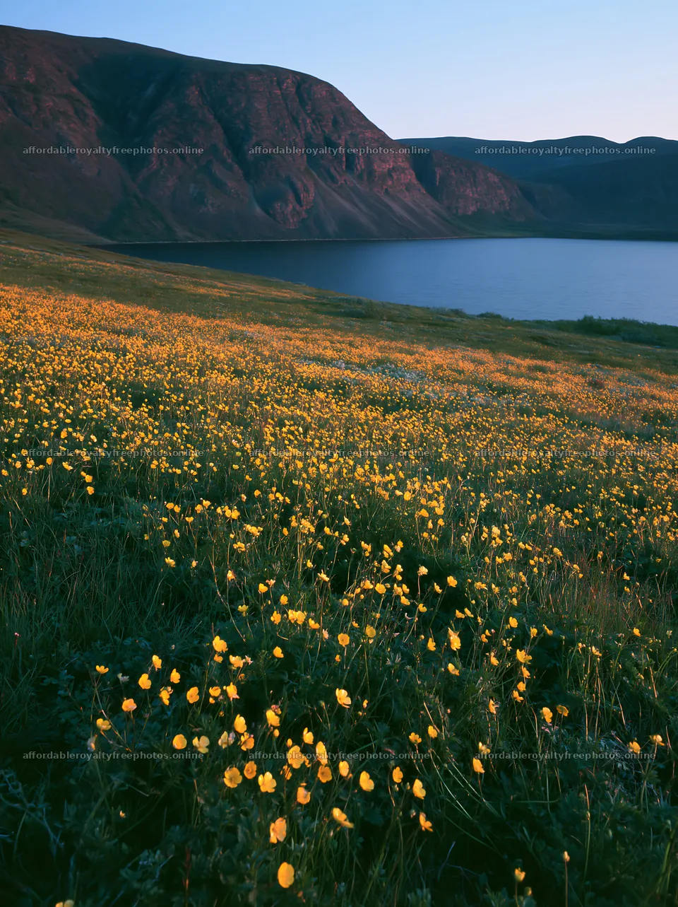 Colorful buttercup meadow by the lake under the evening – royalty-free photos 6866x9174