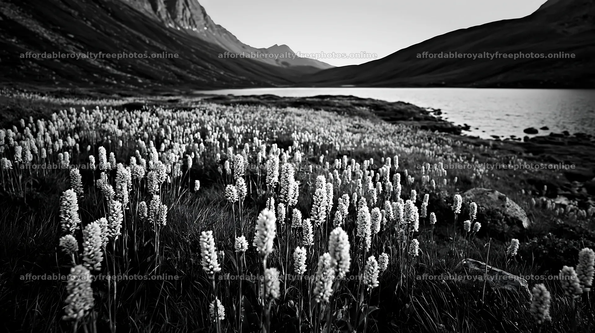 Swiss meadow beside alpine lake in black and white – royalty-free photos 10608x5938