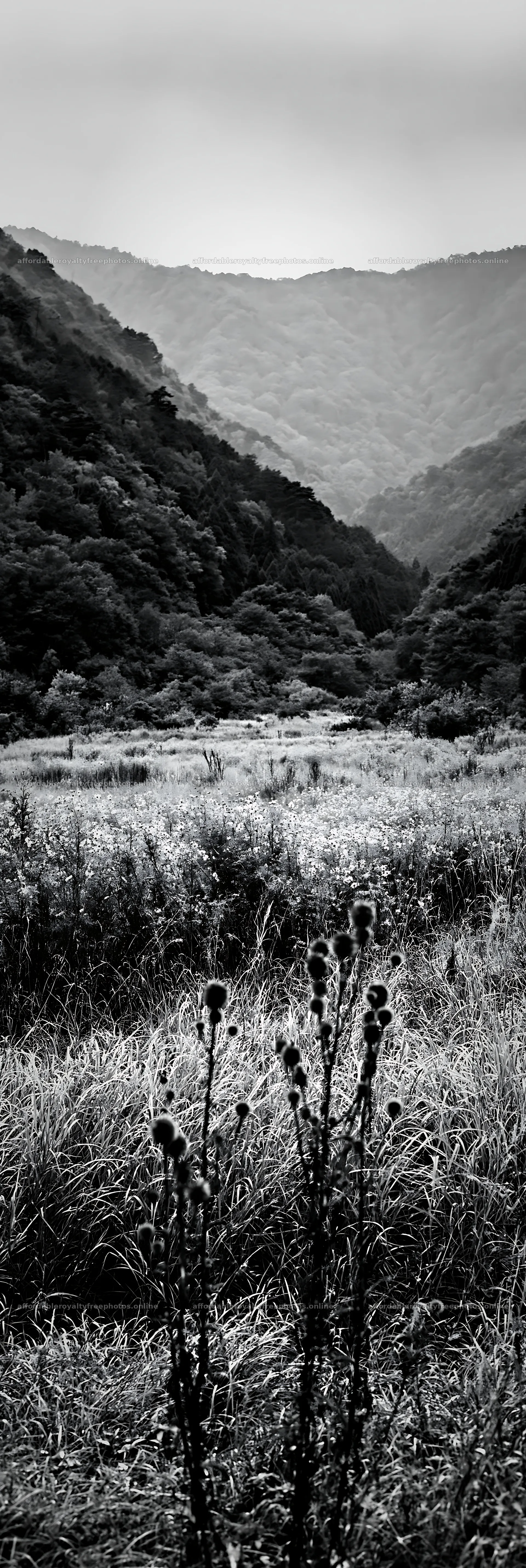 Golden meadow and seedheads in Okayama – royalty-free photos 4602x13690