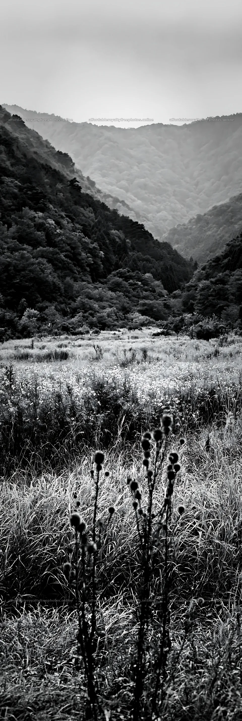 Golden meadow and seedheads in Okayama – royalty-free photos 4602x13690