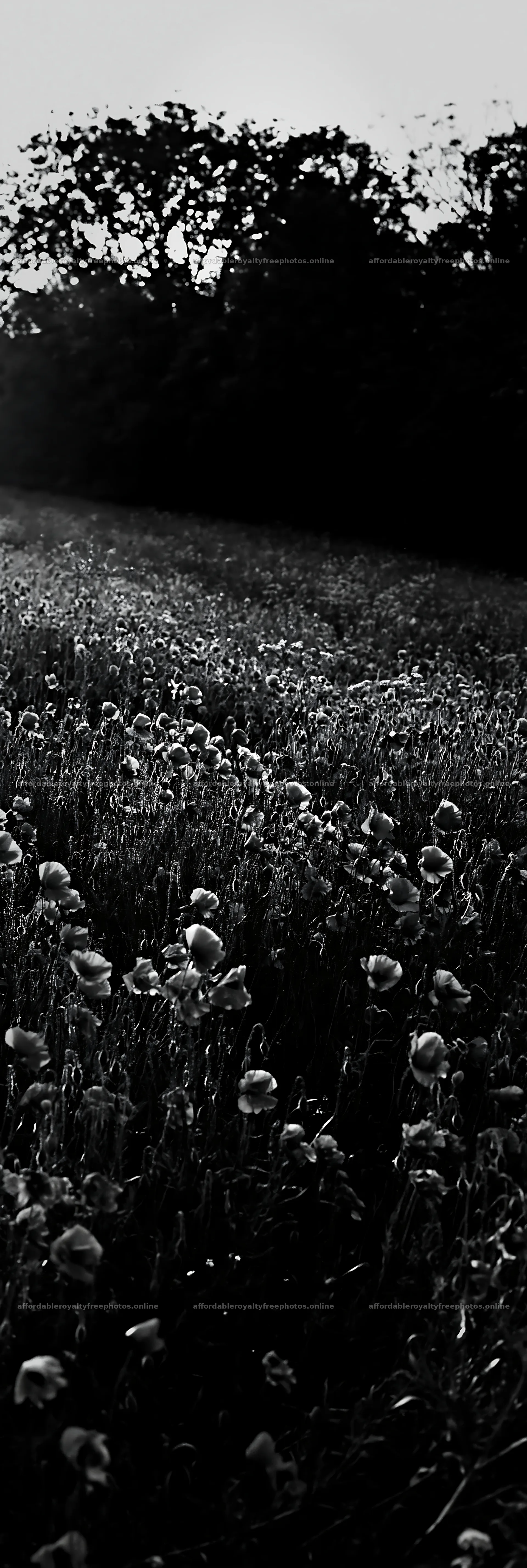 Flower meadow bordered by woodland at dusk – royalty-free photos 4602x13690