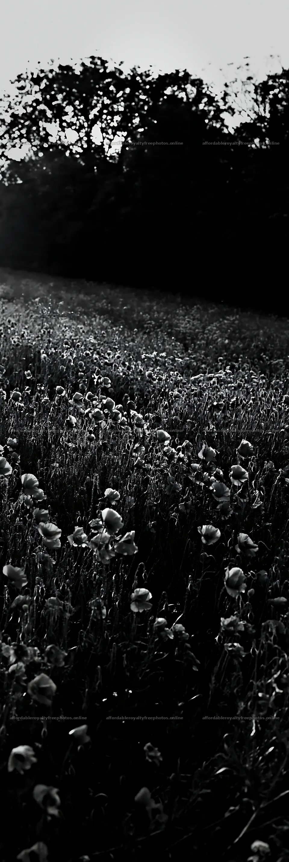 Flower meadow bordered by woodland at dusk – royalty-free photos 4602x13690