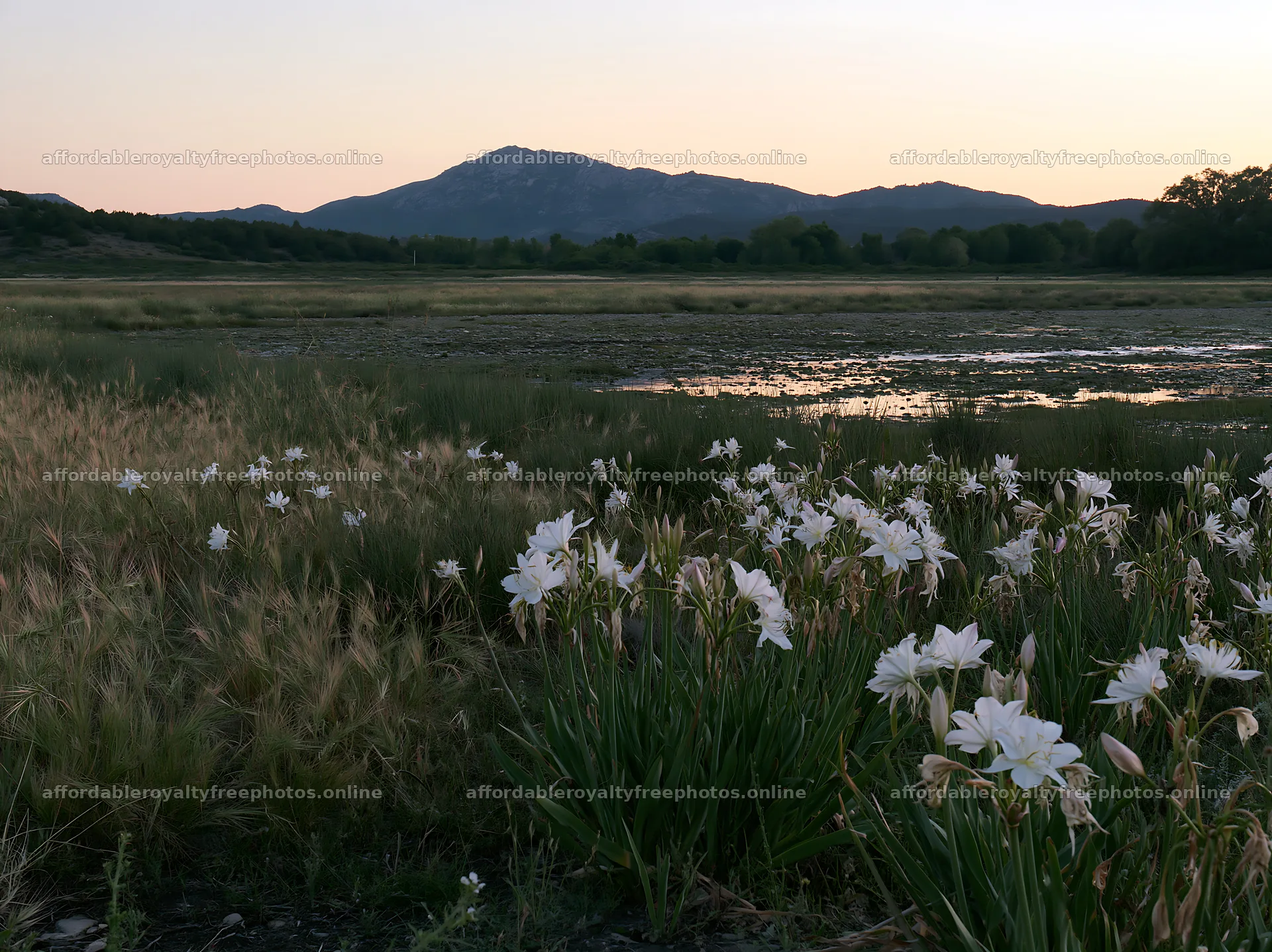 Night-blooming flowers in a meadow during dusk – royalty-free photos 9174x6866