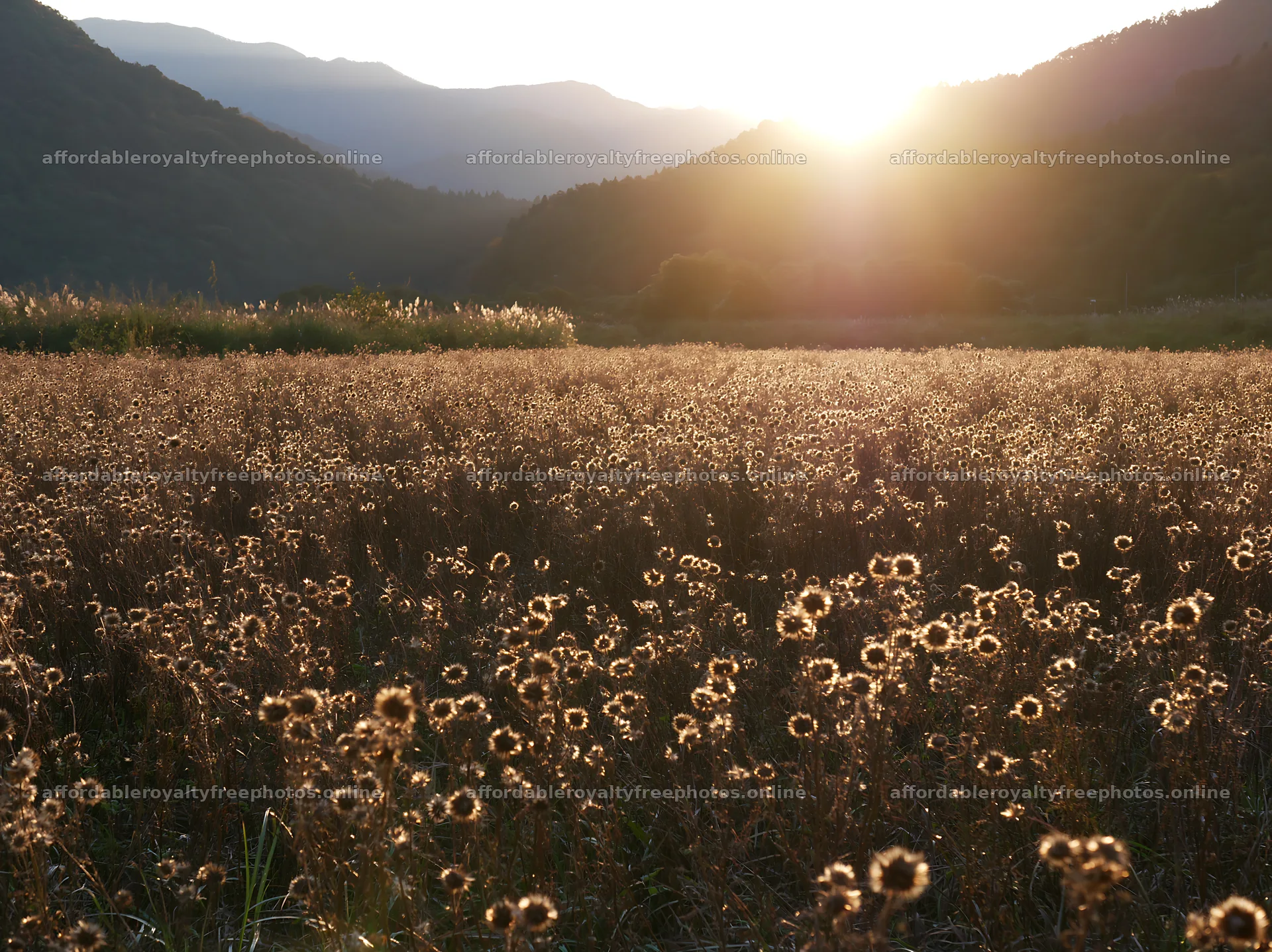 Restored meadow with seedheads at sunset in Aichi – royalty-free photos 9174x6866