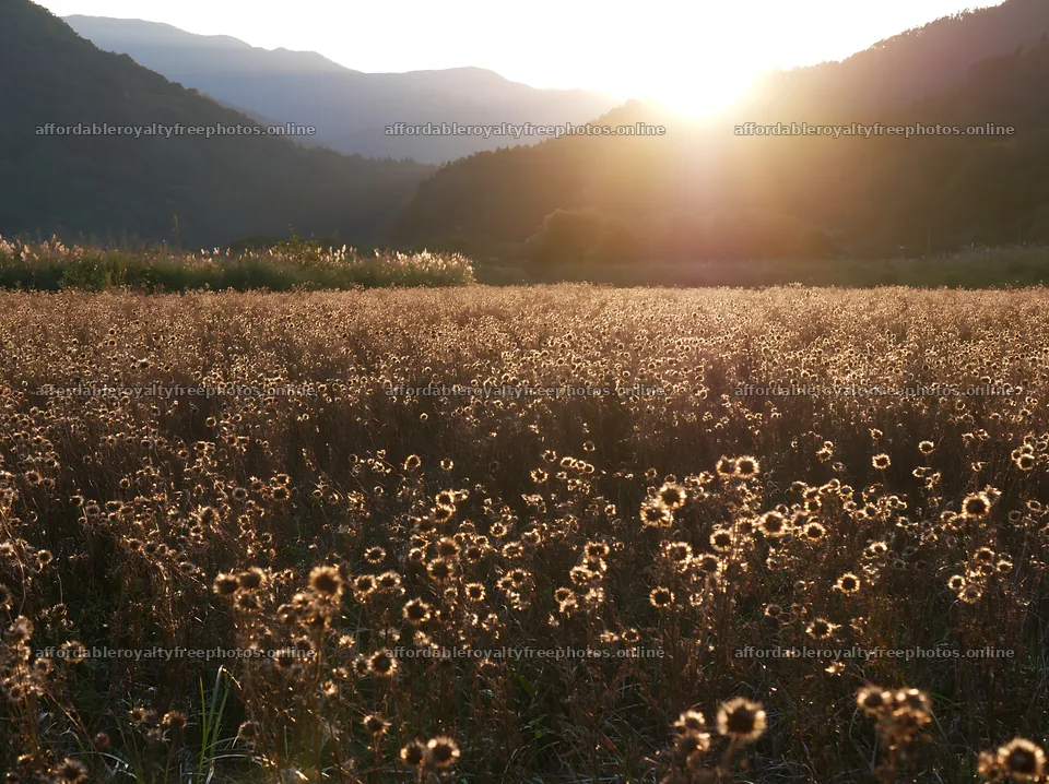 Restored meadow with seedheads at sunset in Aichi – royalty-free photos 9174x6866
