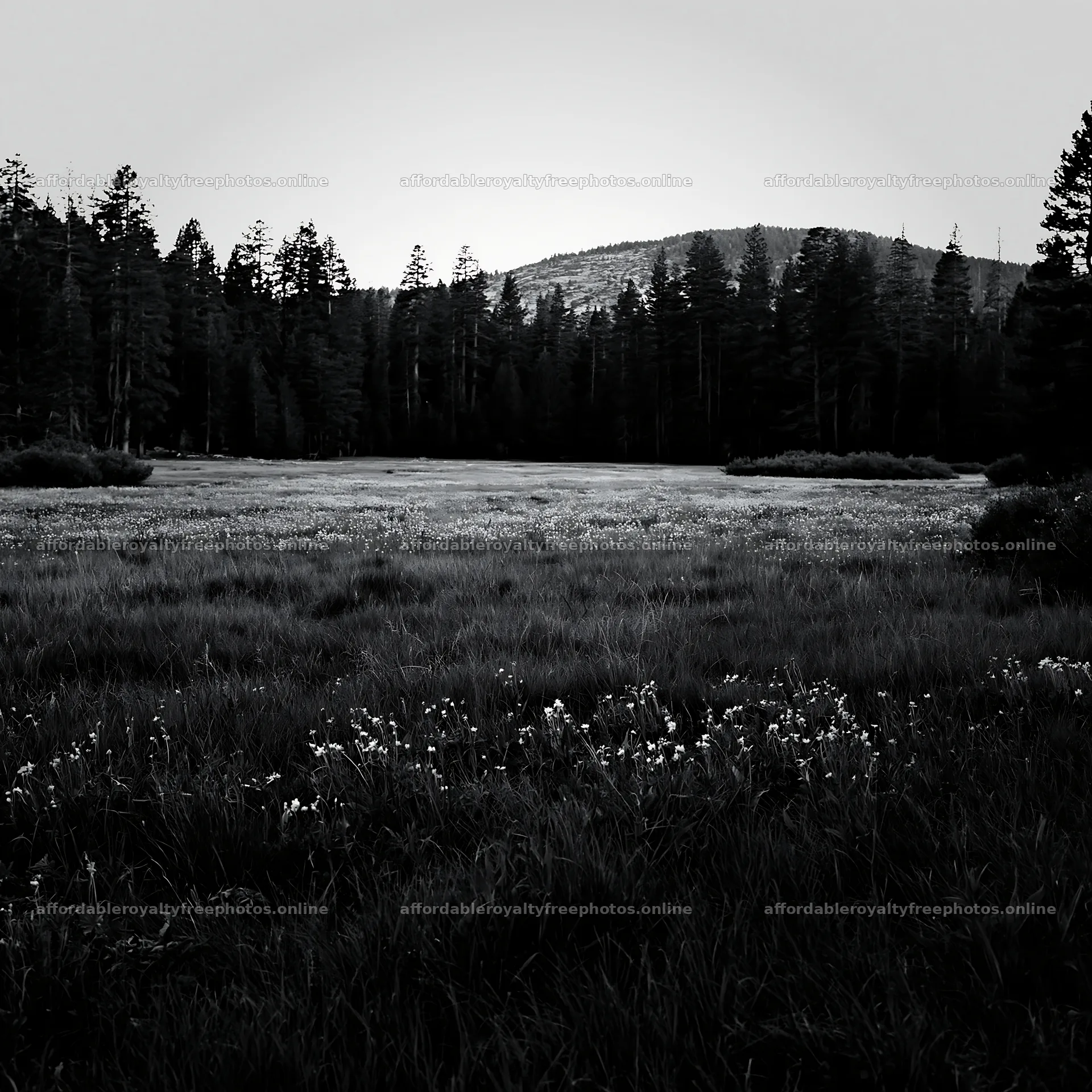 Pine forest meadow in black and white with distant – royalty-free photos 7938x7938