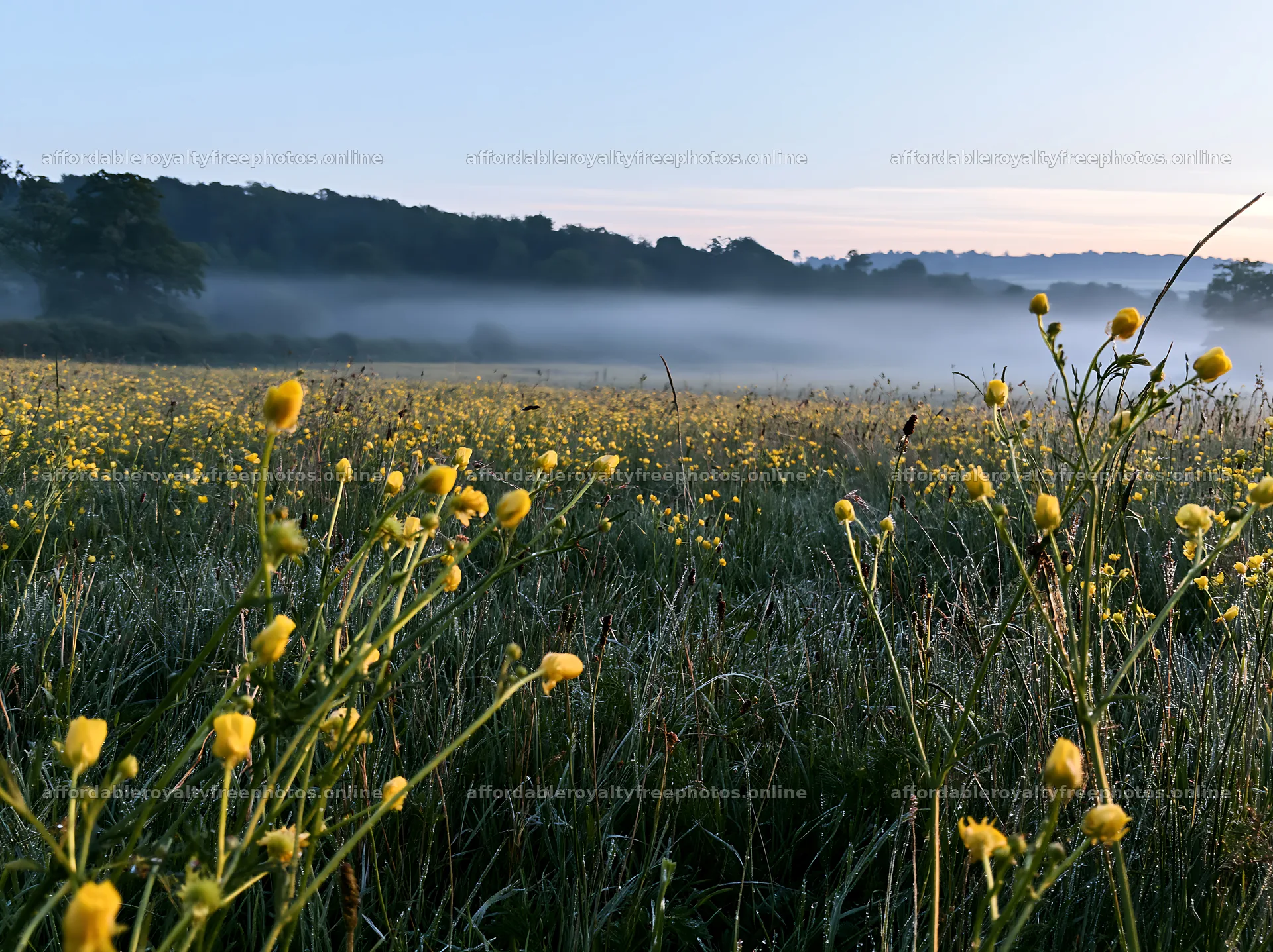 Buttercup meadow under morning mist with yellow flowers – royalty-free photos 9174x6866