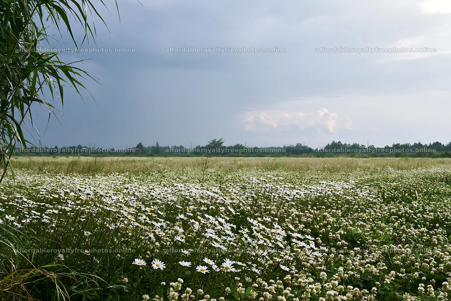 Saga floodplain meadow with reed foreground and flowers – royalty-free photos 9722x6480