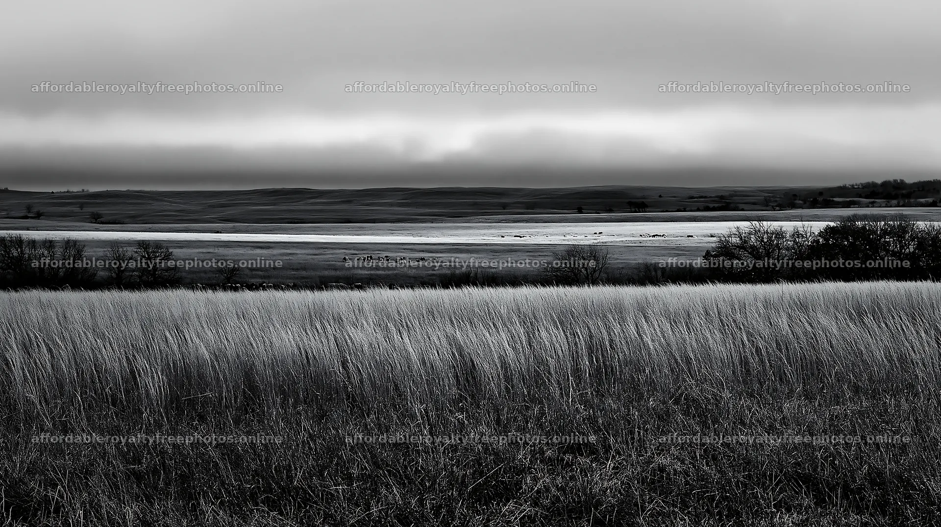 Golden seedhead meadow with distant hills under grey – royalty-free photos 10608x5938