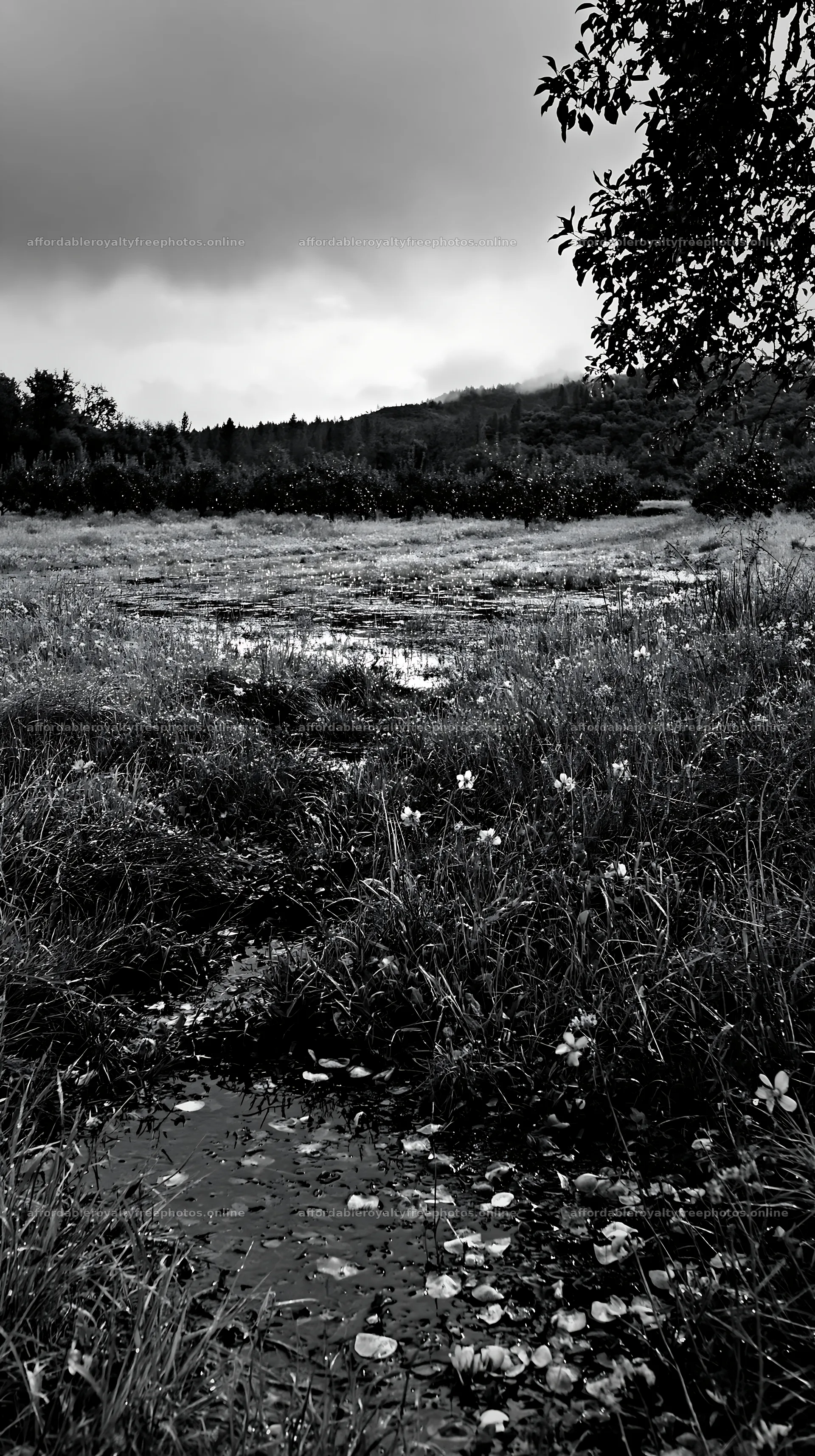 Lakeside orchard meadow with grass and flowers in black – royalty-free photos 5938x10608
