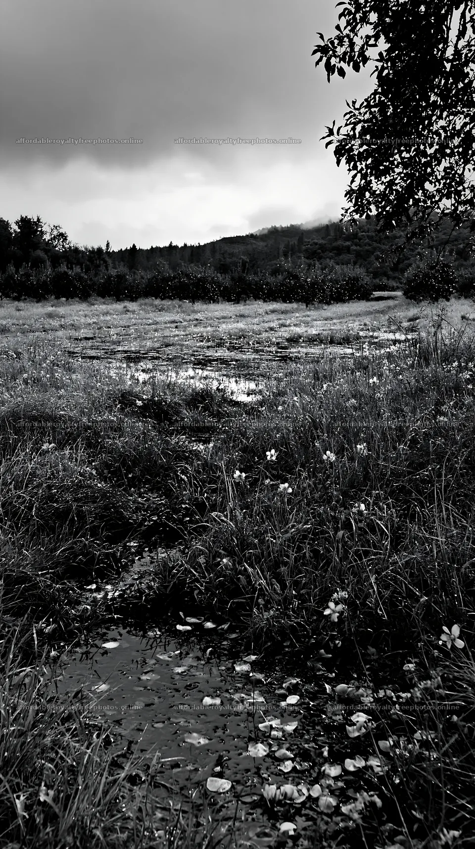 Lakeside orchard meadow with grass and flowers in black – royalty-free photos 5938x10608