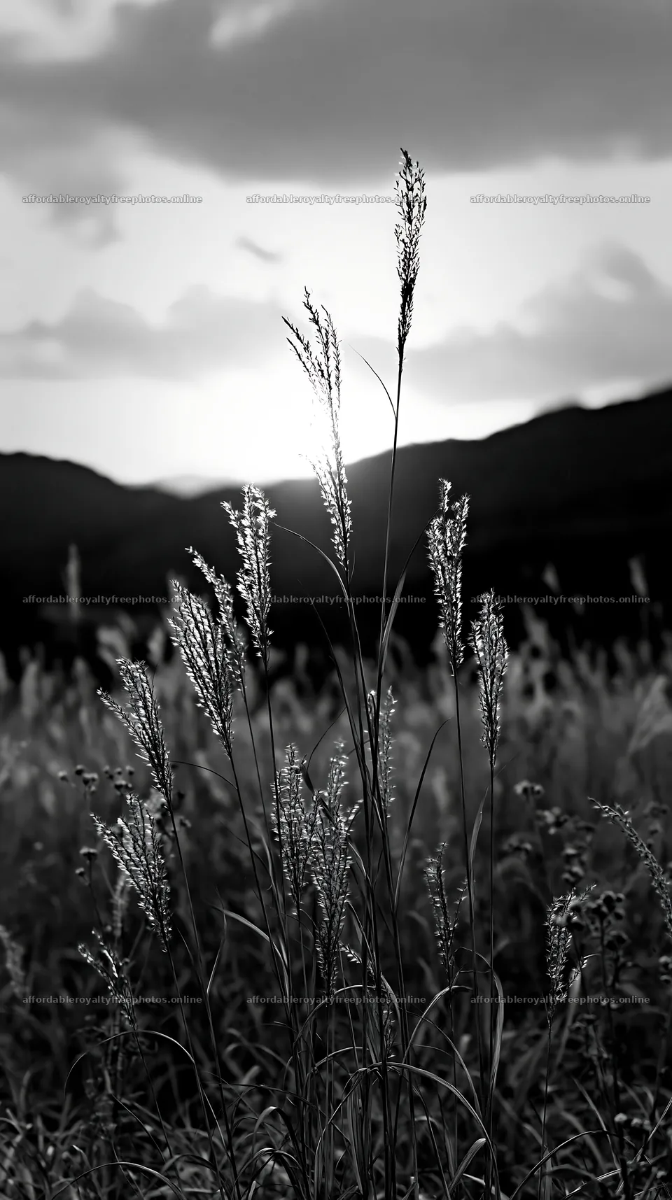 Golden meadow with seedheads at sunset in Okayama – royalty-free photos 5938x10608