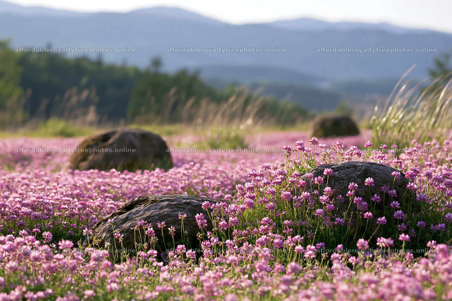 Kyoto spring wildflower meadow stone foreground – royalty-free photos 9722x6480