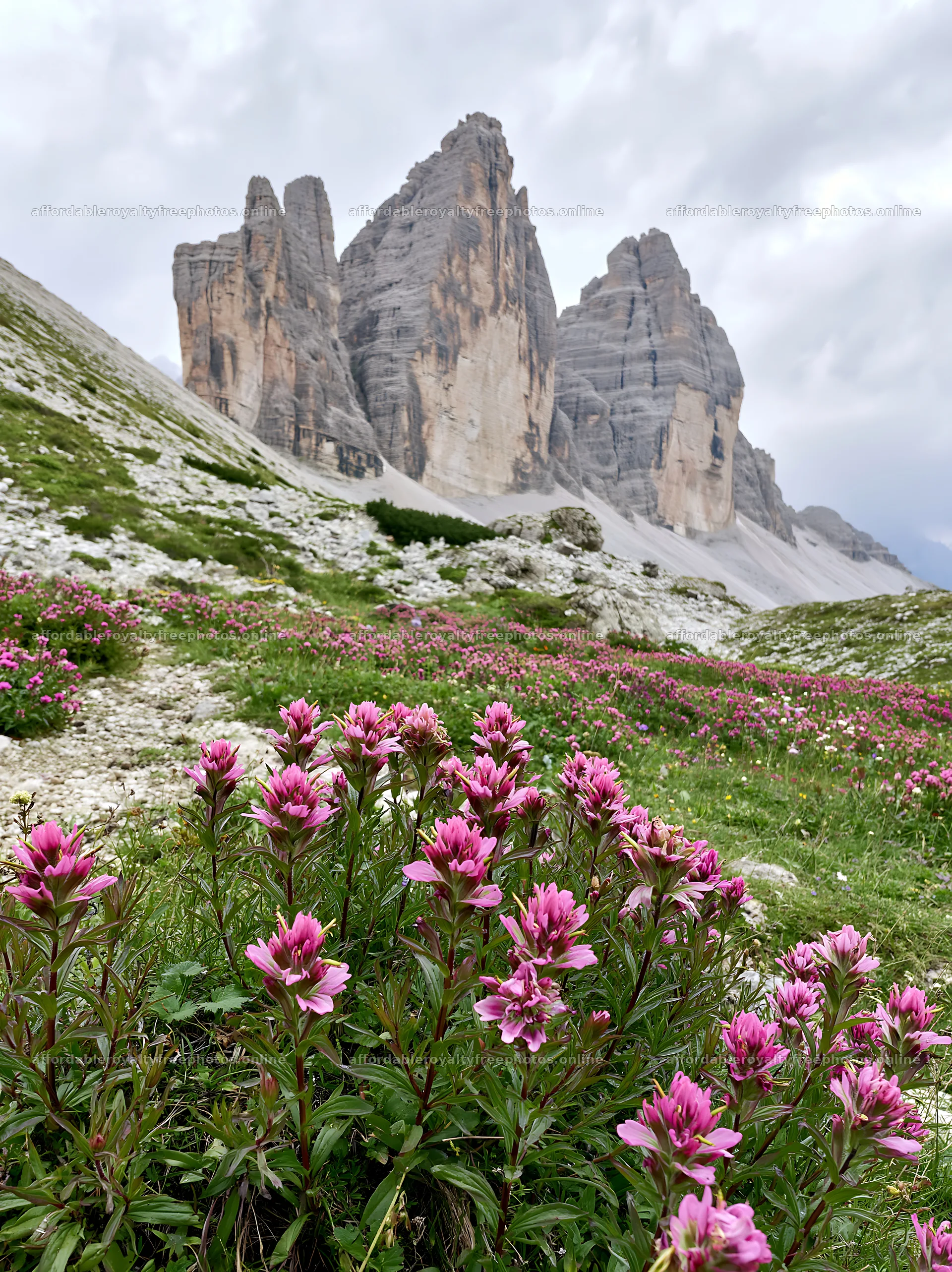 Snowline meadow with pink flowers and rocky mountains – royalty-free photos 6866x9174