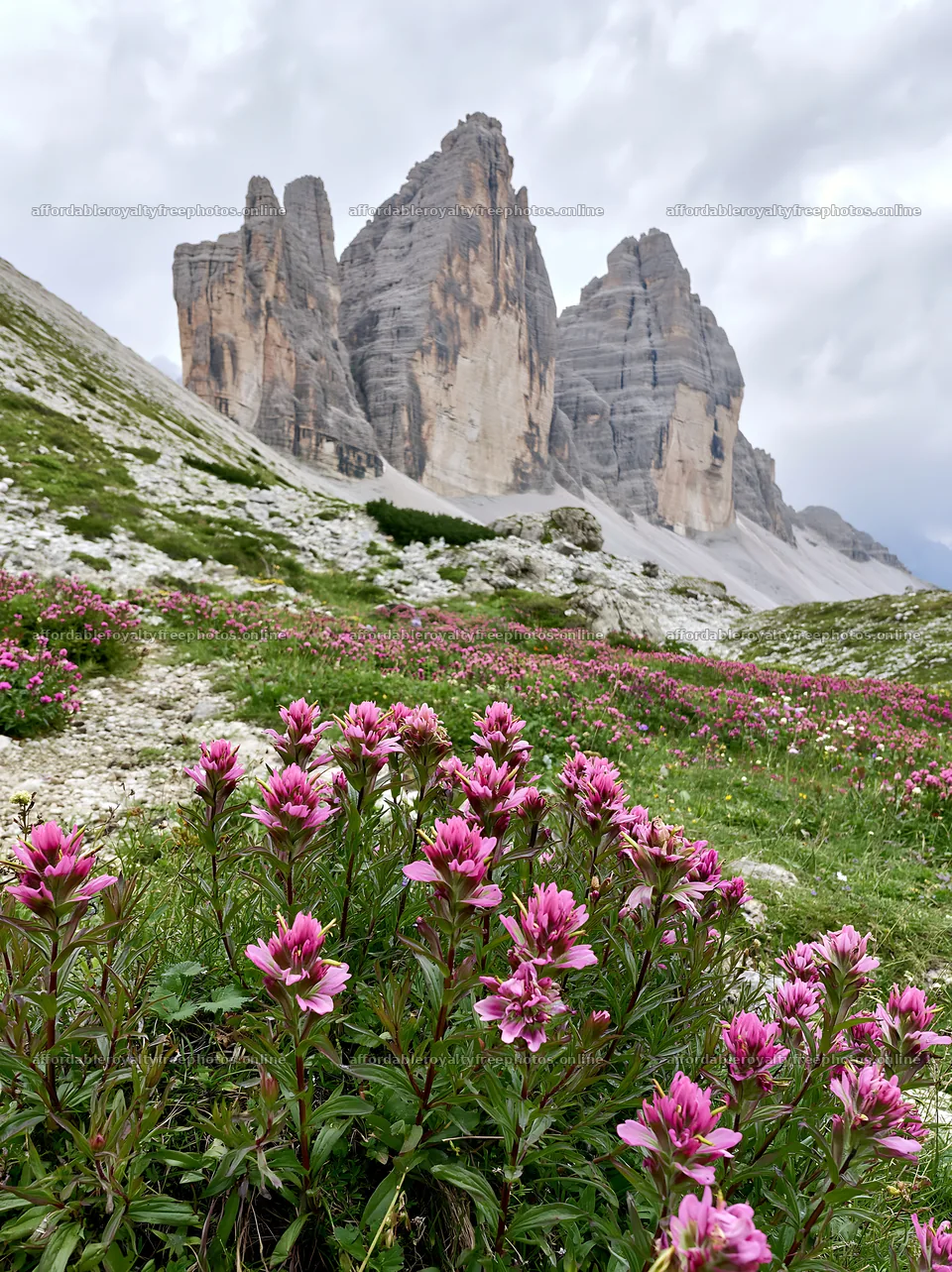 Snowline meadow with pink flowers and rocky mountains – royalty-free photos 6866x9174