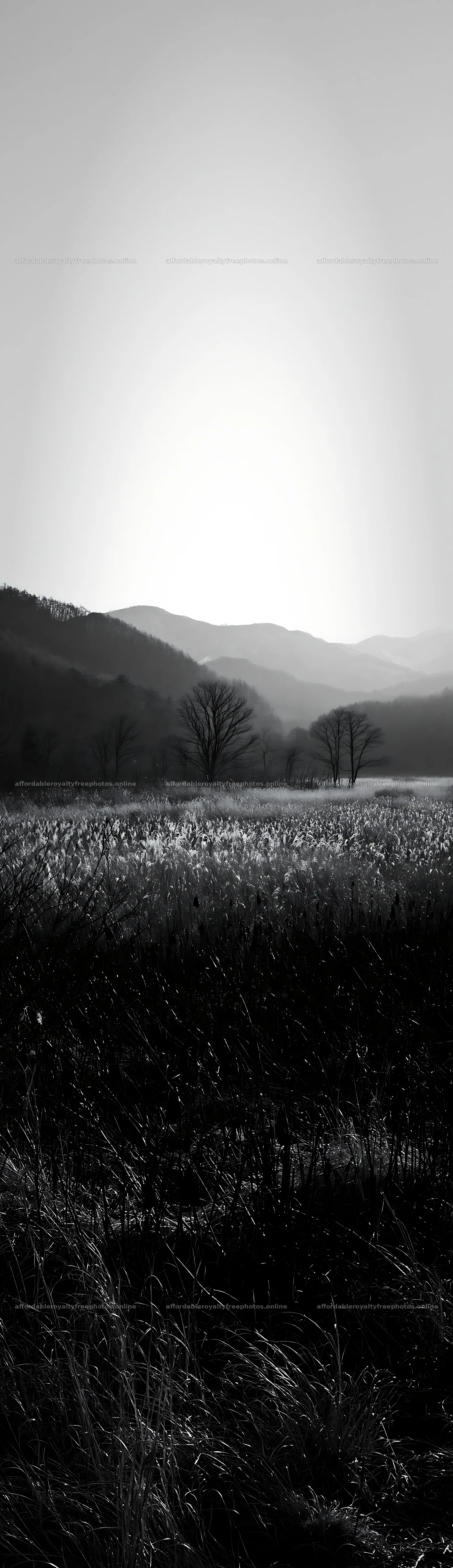 Akita snowmelt meadow with silver grasses during sunset – royalty-free photos 4268x14762