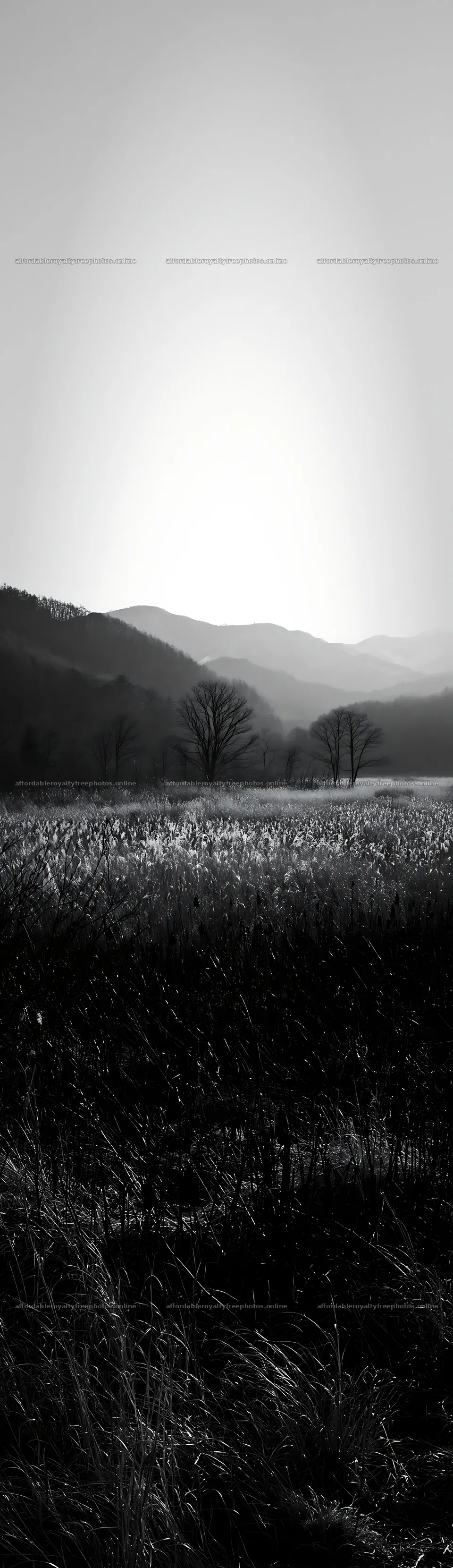 Akita snowmelt meadow with silver grasses during sunset – royalty-free photos 4268x14762