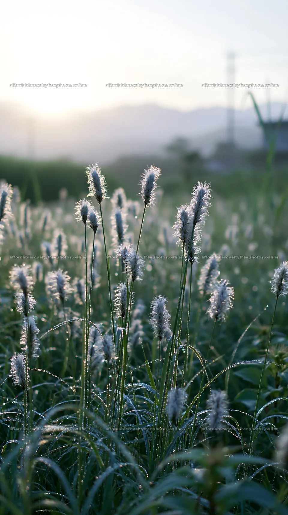 Miyazaki sunrise meadow dew covered sedges in morning – royalty-free photos 5938x10608