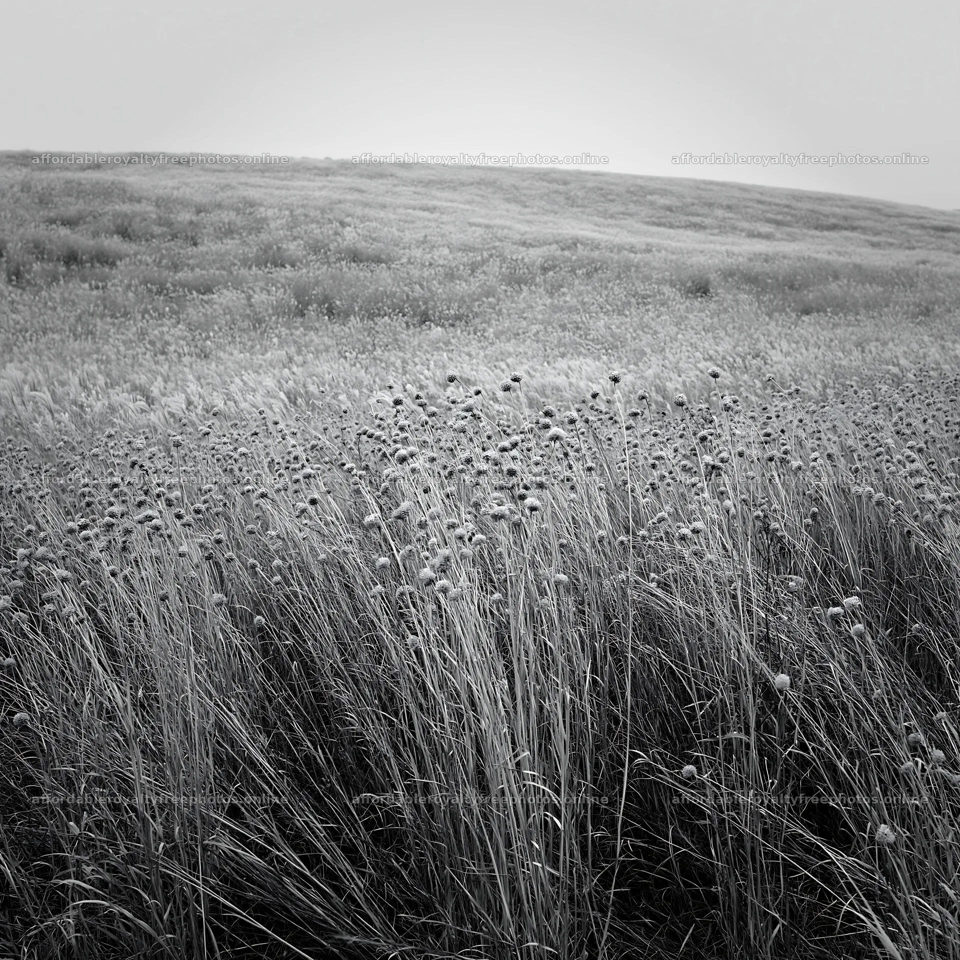 Okayama golden meadow with seedhead foreground – royalty-free photos 7938x7938