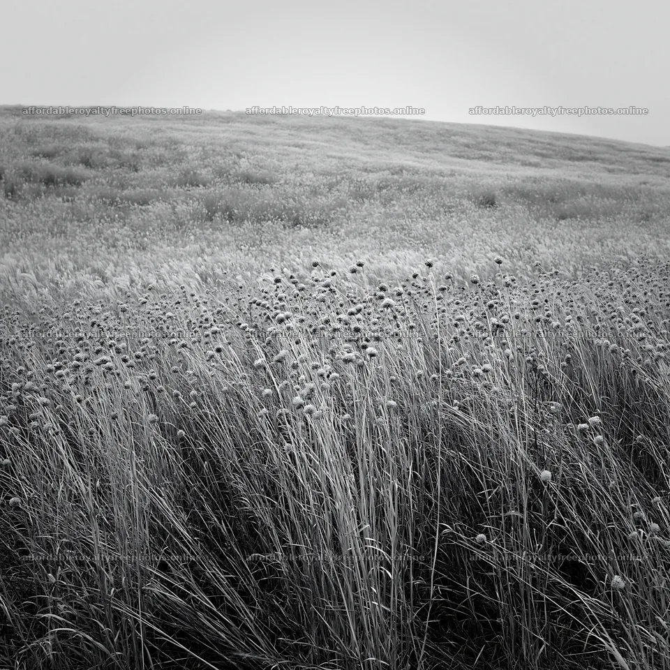 Okayama golden meadow with seedhead foreground – royalty-free photos 7938x7938