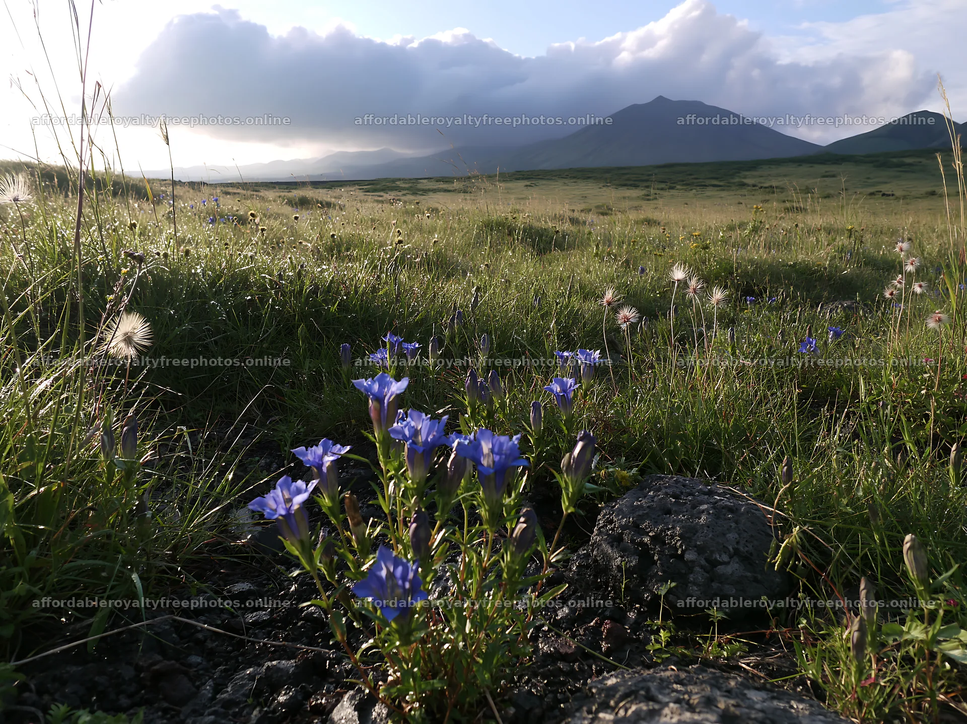 Kagoshima volcanic meadow with flowers and pumice in – royalty-free photos 9174x6866