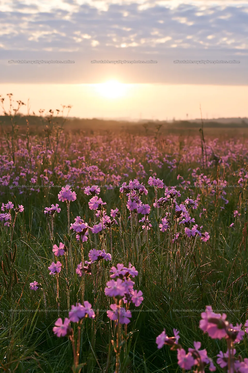 Pink campion flowers blooming in a meadow at sunset – royalty-free photos 6480x9722