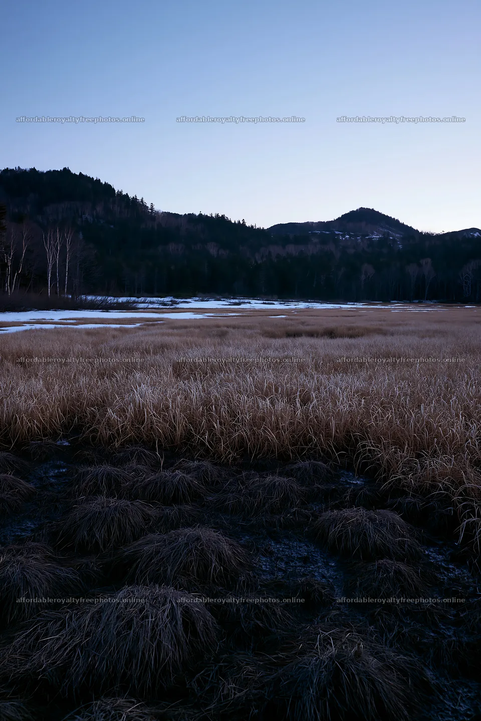 Akita snowmelt meadow with silver grasses – royalty-free photos 6480x9722